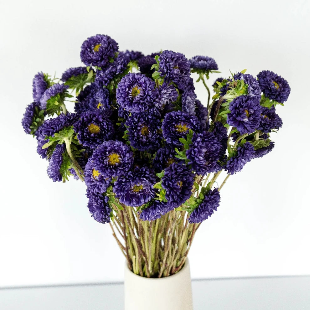 Purple Aster Matsumoto - main