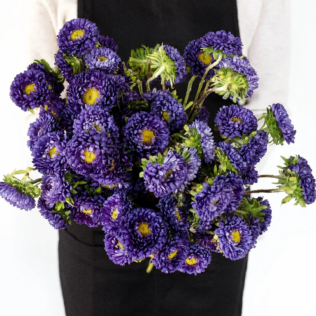 Purple Aster Matsumoto - alternative 1