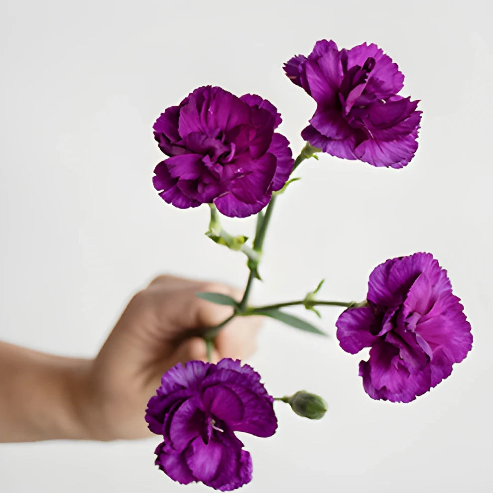 Moonique Carnations Mini - alternative 2