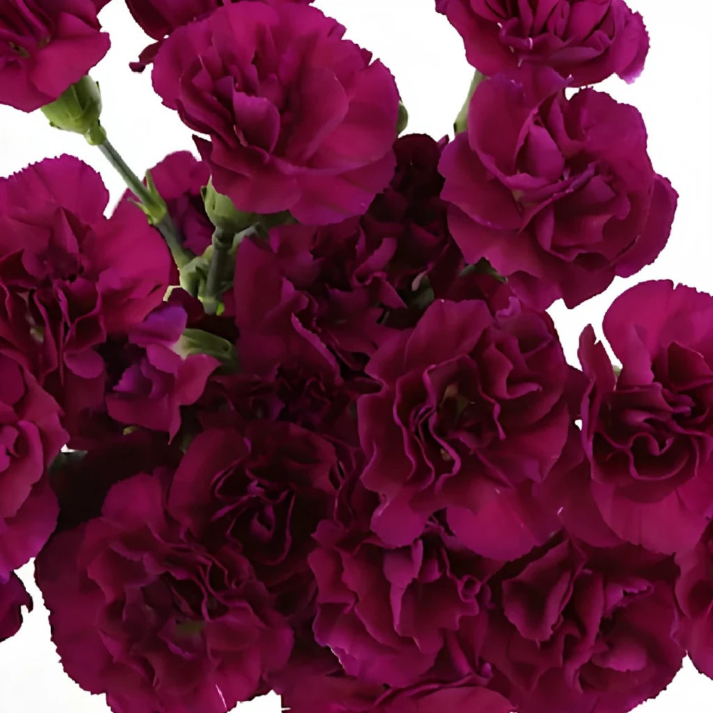 Purple Carnations Mini - main