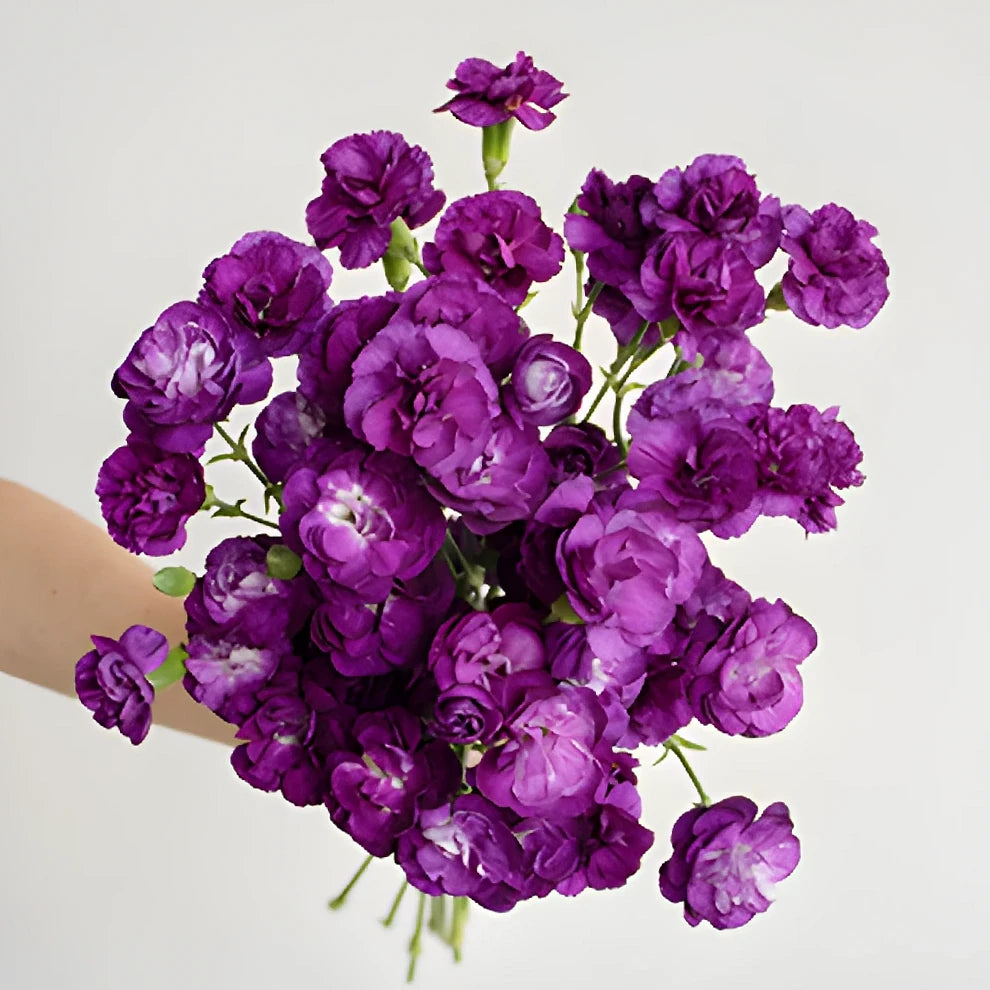 Moonique Carnations Mini - main
