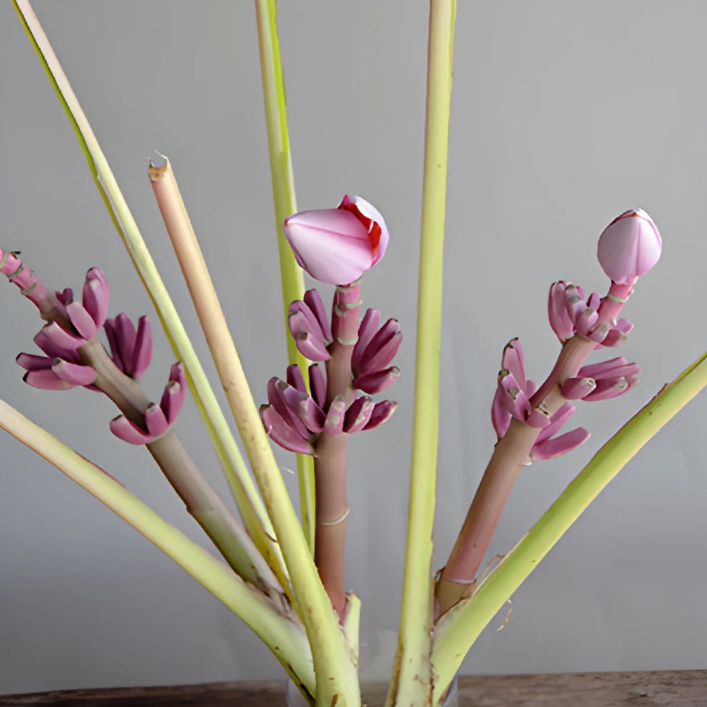 Musa Royal Tropicals - alternative 1