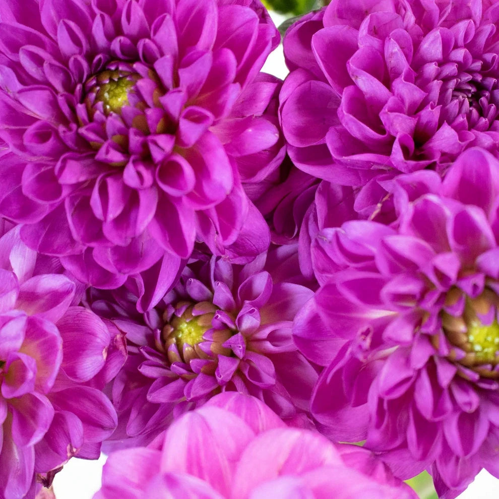 Purple Dahlias - main