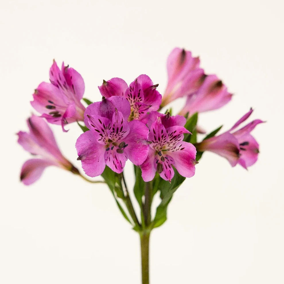 Purple Alstroemeria - alternative 1