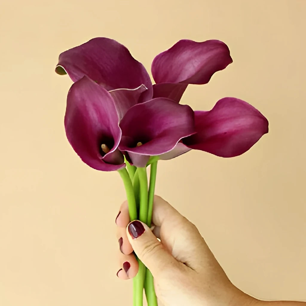 Purple Star Calla Lily Mini - main