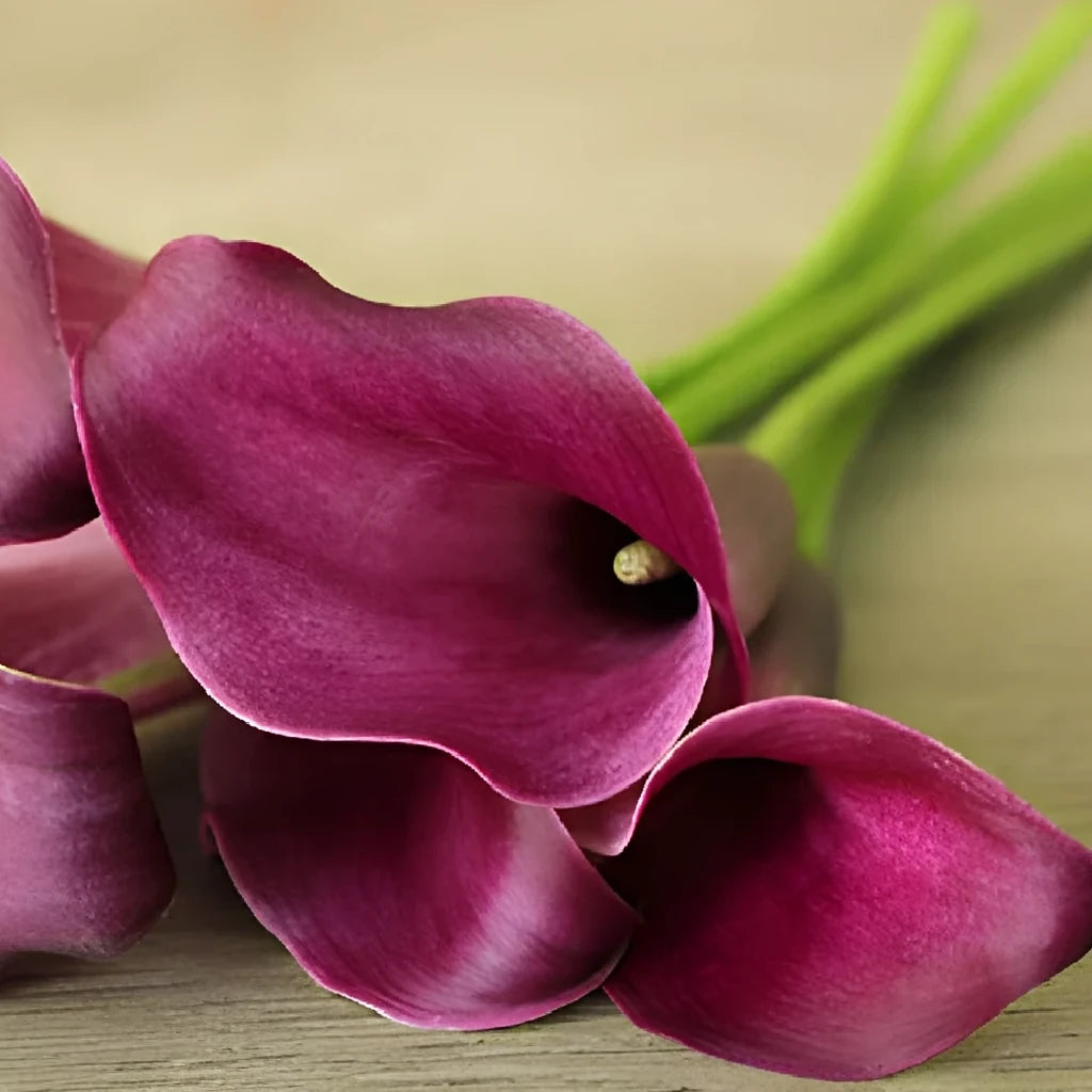 Purple Star Calla Lily Mini - alternative 2