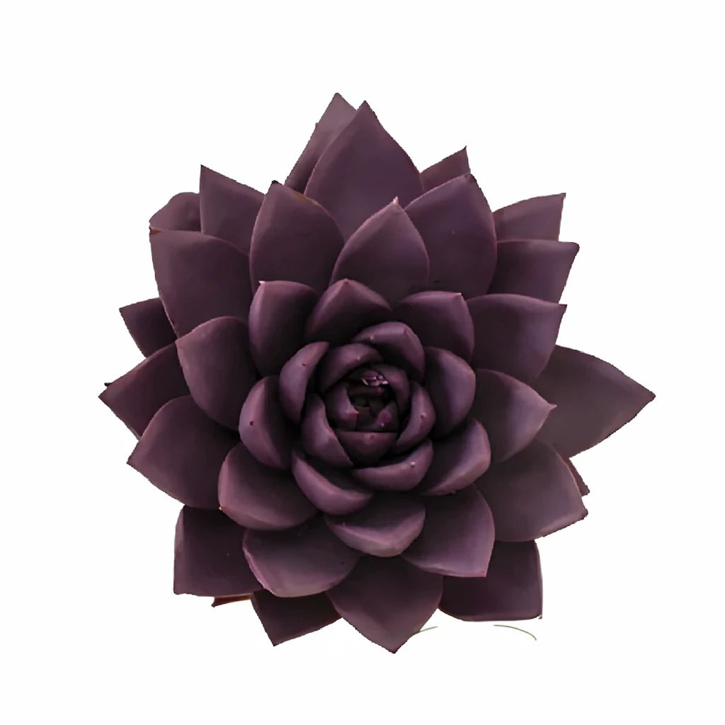 Tinted Purple Succulents - main
