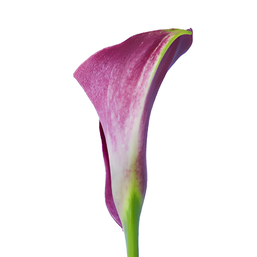 Dark Captain Romance Calla Lily Mini - alternative 6