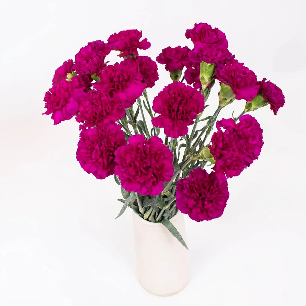 Monsenor Carnations - alternative 2
