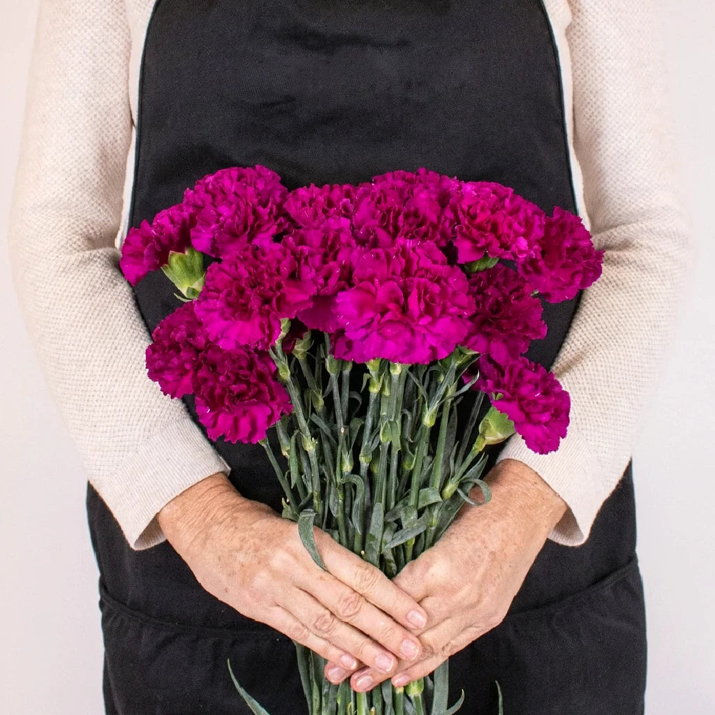 Monsenor Carnations - main