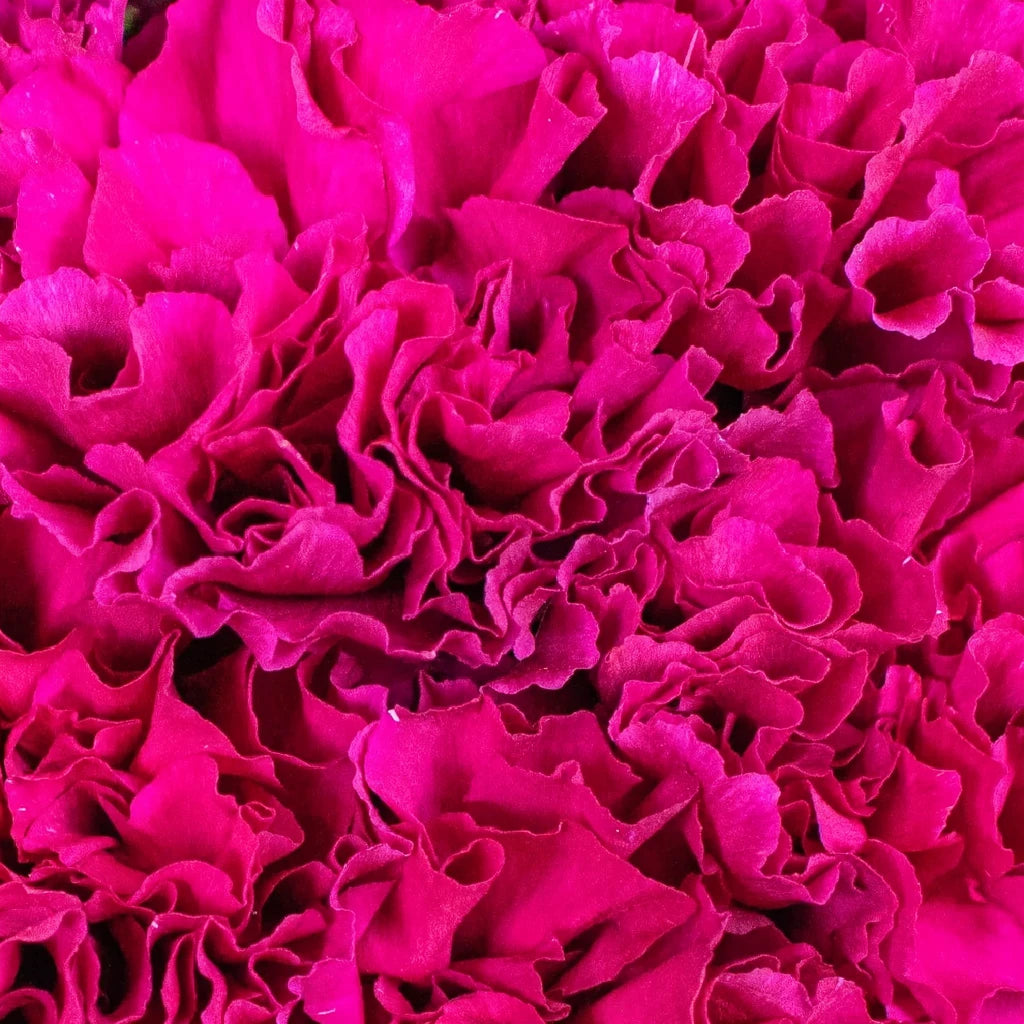 Monsenor Carnations - alternative 3