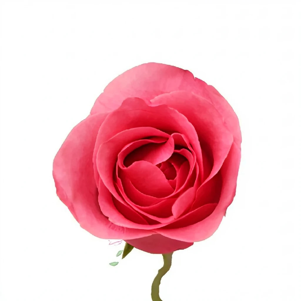 Queen Mary Roses Standard - alternative 3