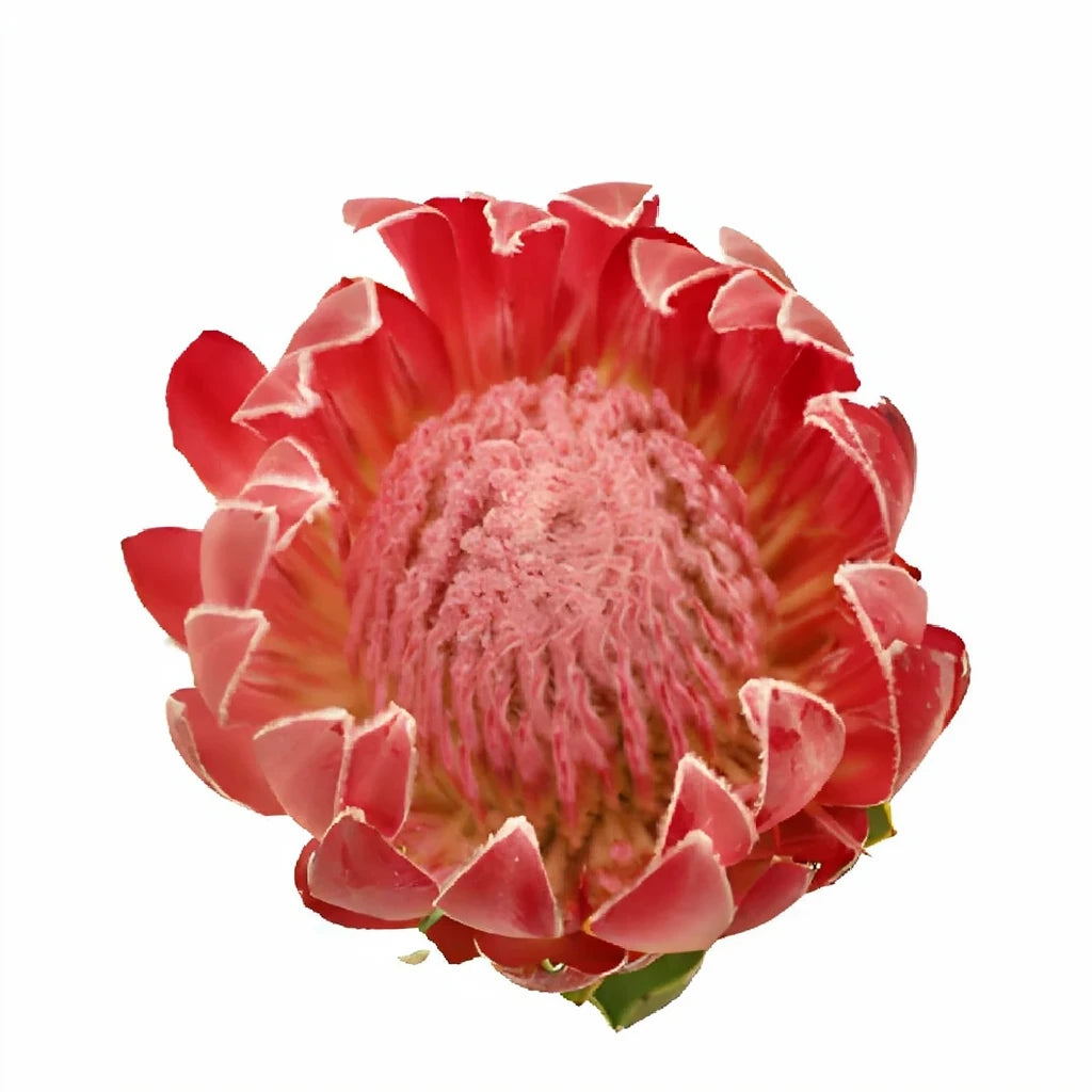 Queen Protea Tropicals - alternative 1