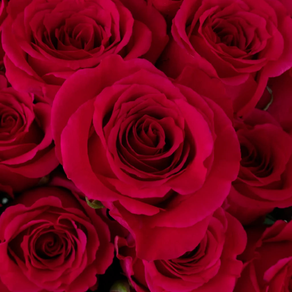 Queenberry Roses Standard - main