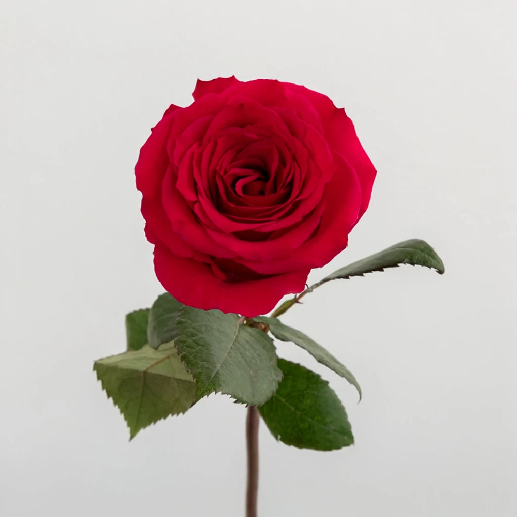 Queenberry Roses Standard - alternative 1