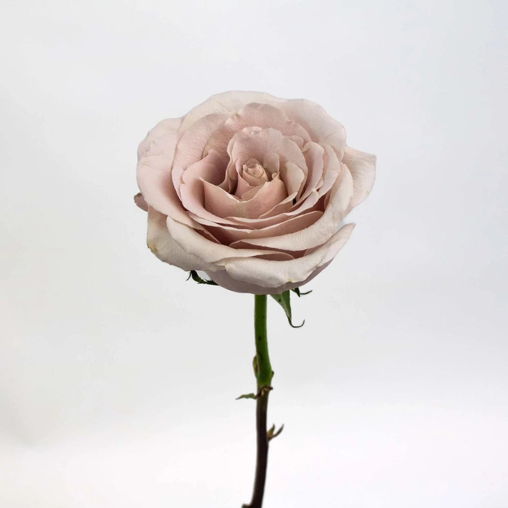 Quicksand Roses Standard - alternative 1