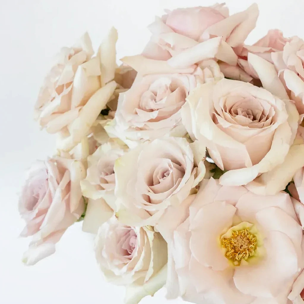 Quicksand Roses Standard - main