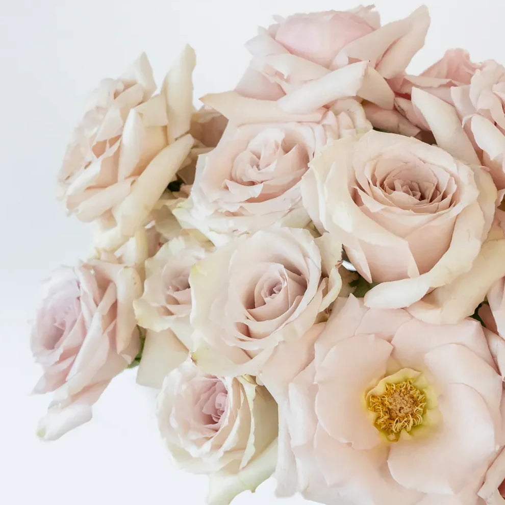 Cream Quicksand Roses Standard - main