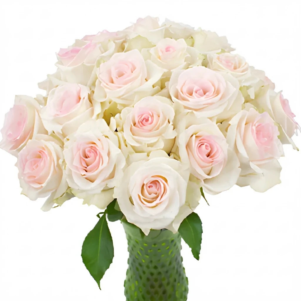 Ragazza Roses Standard - main