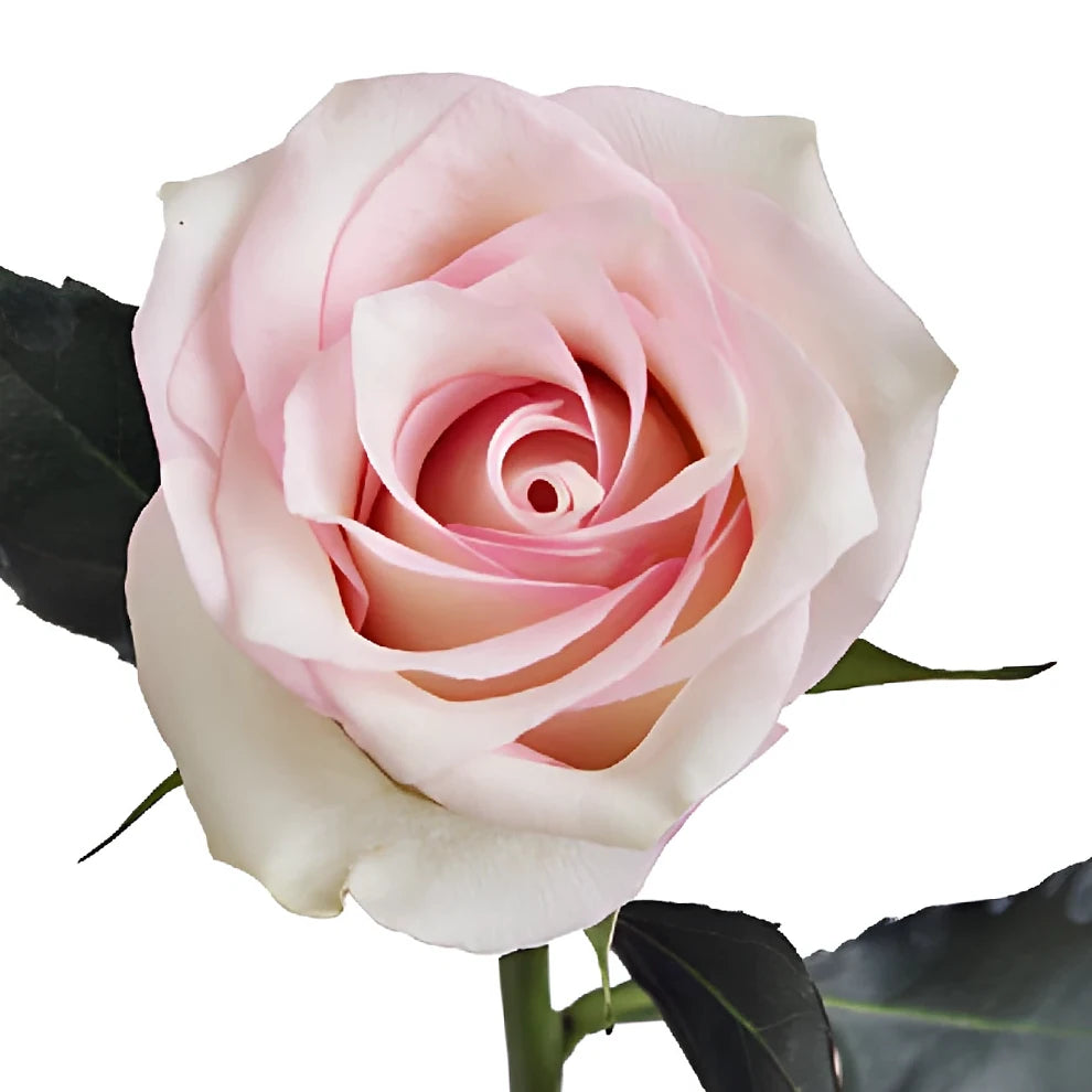 Ragazza Roses Standard - alternative 1