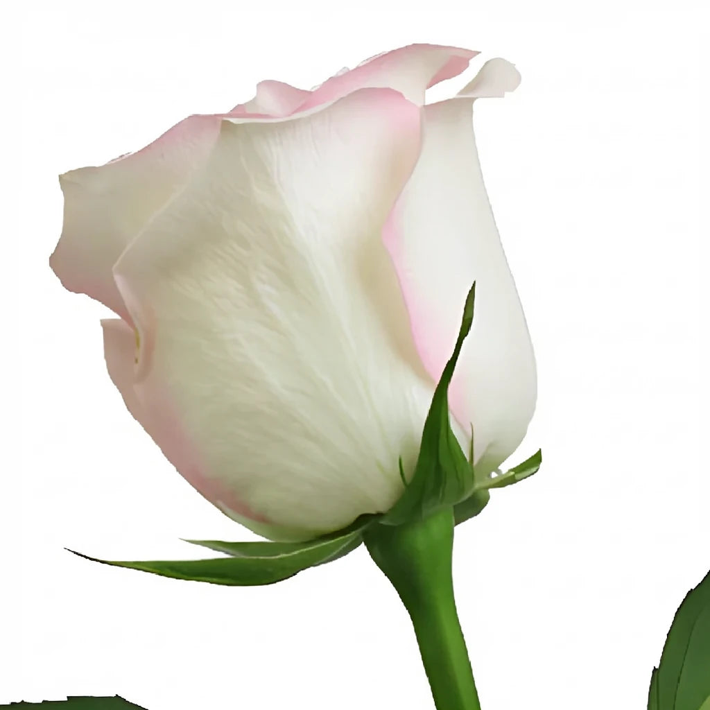 Ragazza Roses Standard - alternative 3