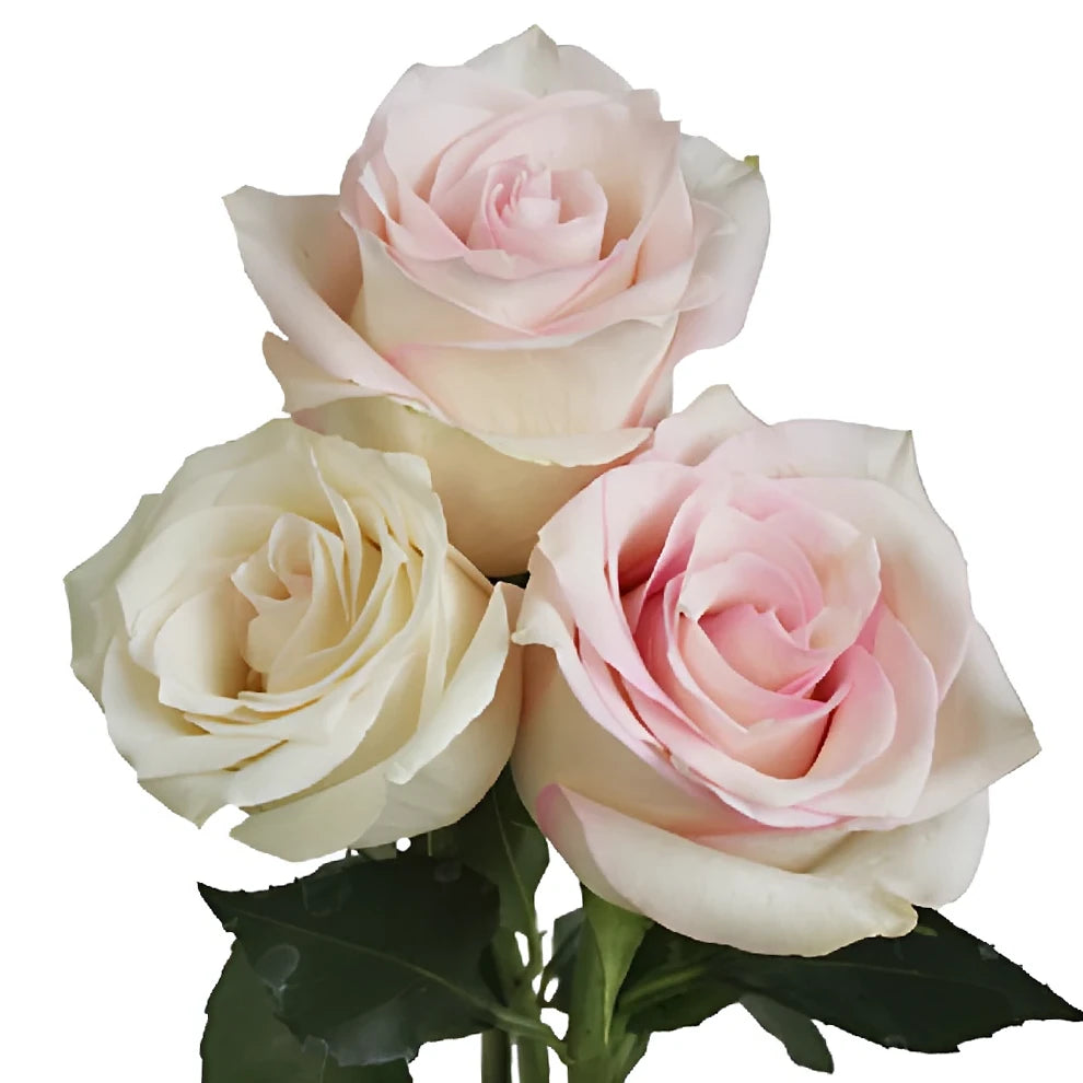 Ragazza Roses Standard - alternative 4