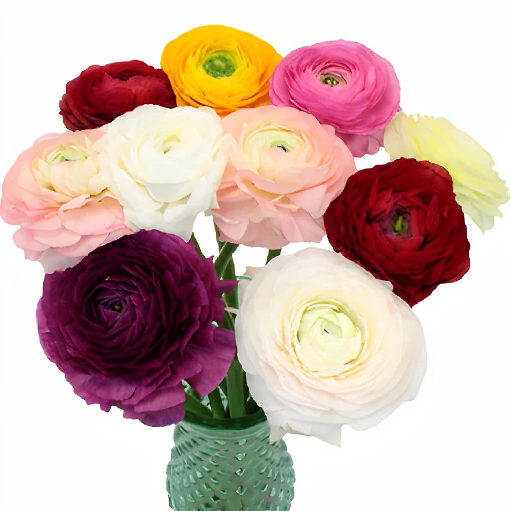 Assorted Ranunculus Cloony - main