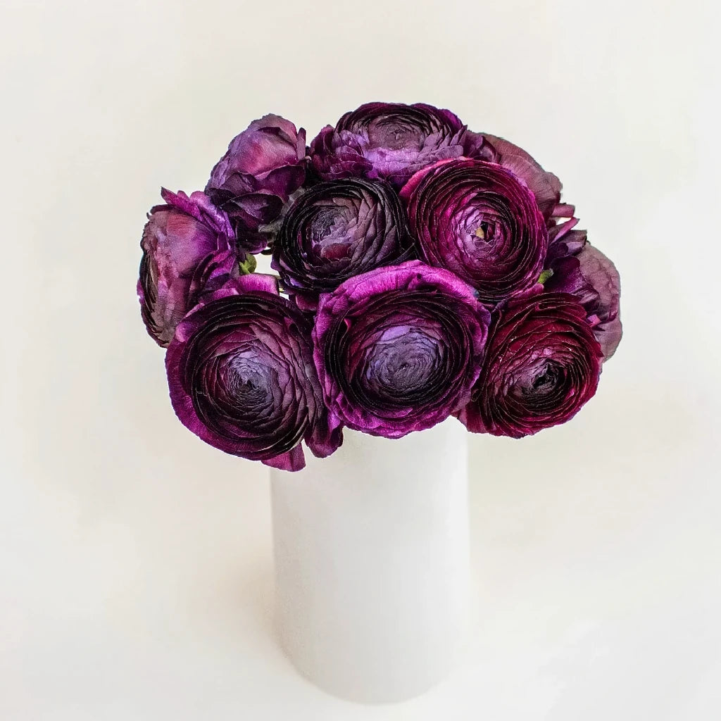 Violet Orchids Mokara - alternative 1