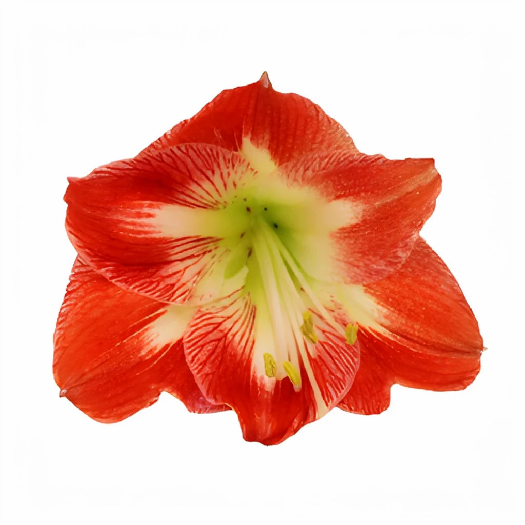Bi Color White & Red Amaryllis - main