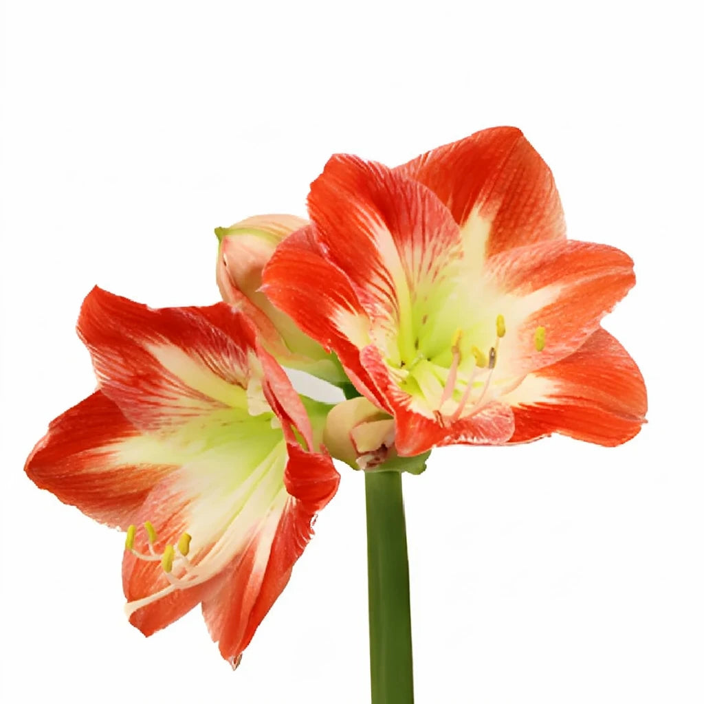 Bi Color White & Red Amaryllis - alternative 1