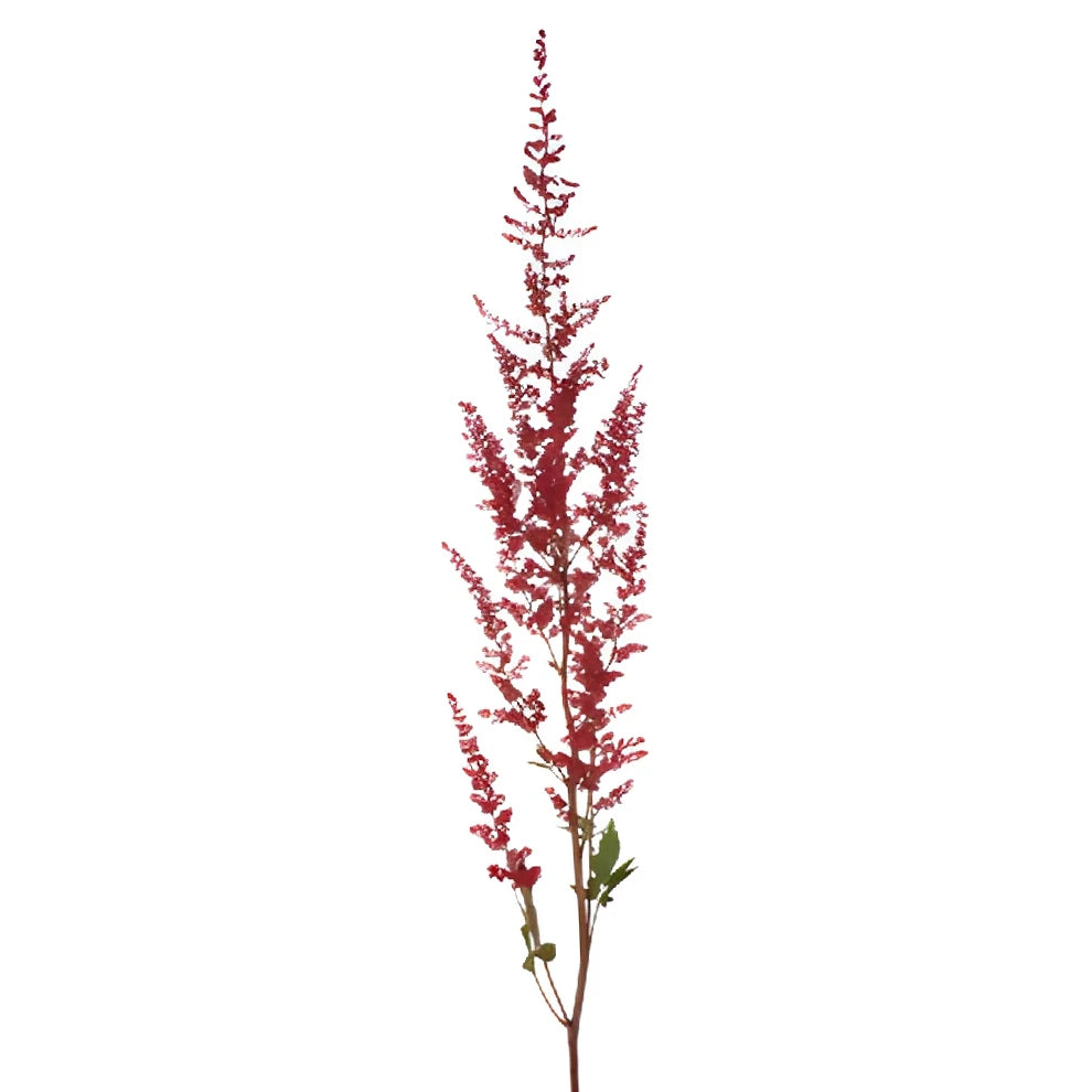 Burgundy Astilbe - alternative 2