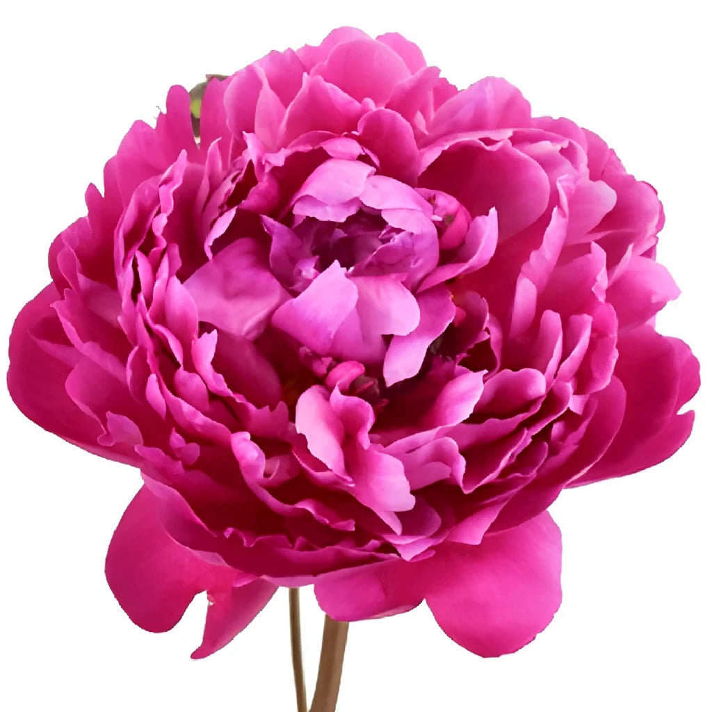 Sarah Red Peonies - alternative 2