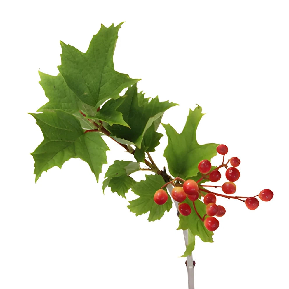 Viburnum Greenery - alternative 2