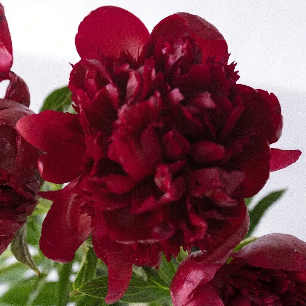 Red Peonies - alternative 2