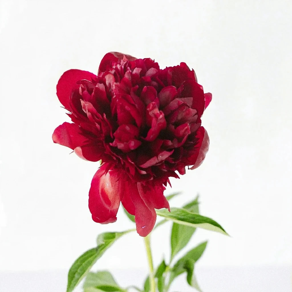 Red Peonies - main