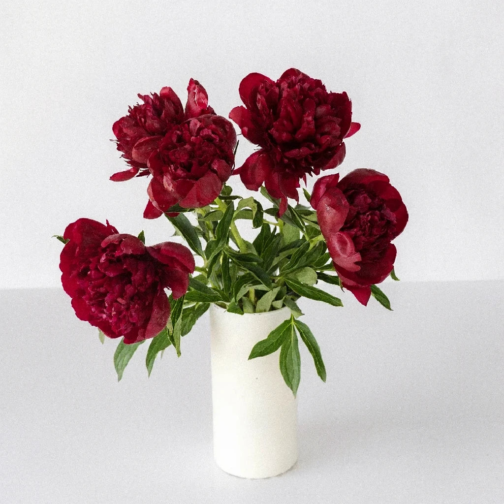 Red Peonies - alternative 1