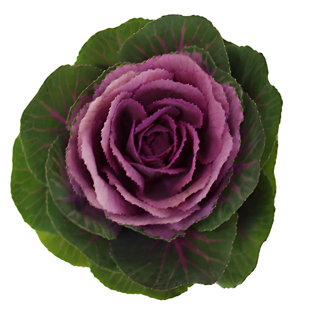 Purple Kale - main