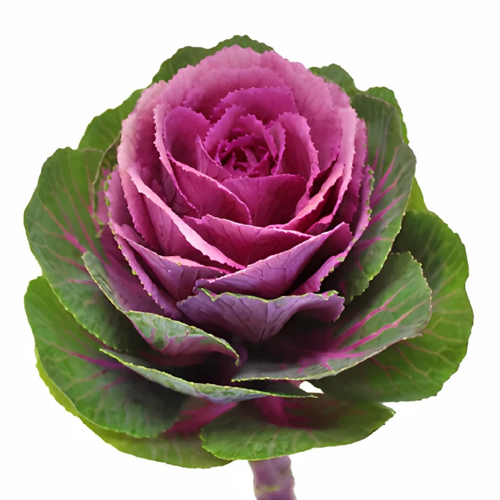 Purple Kale - alternative 2