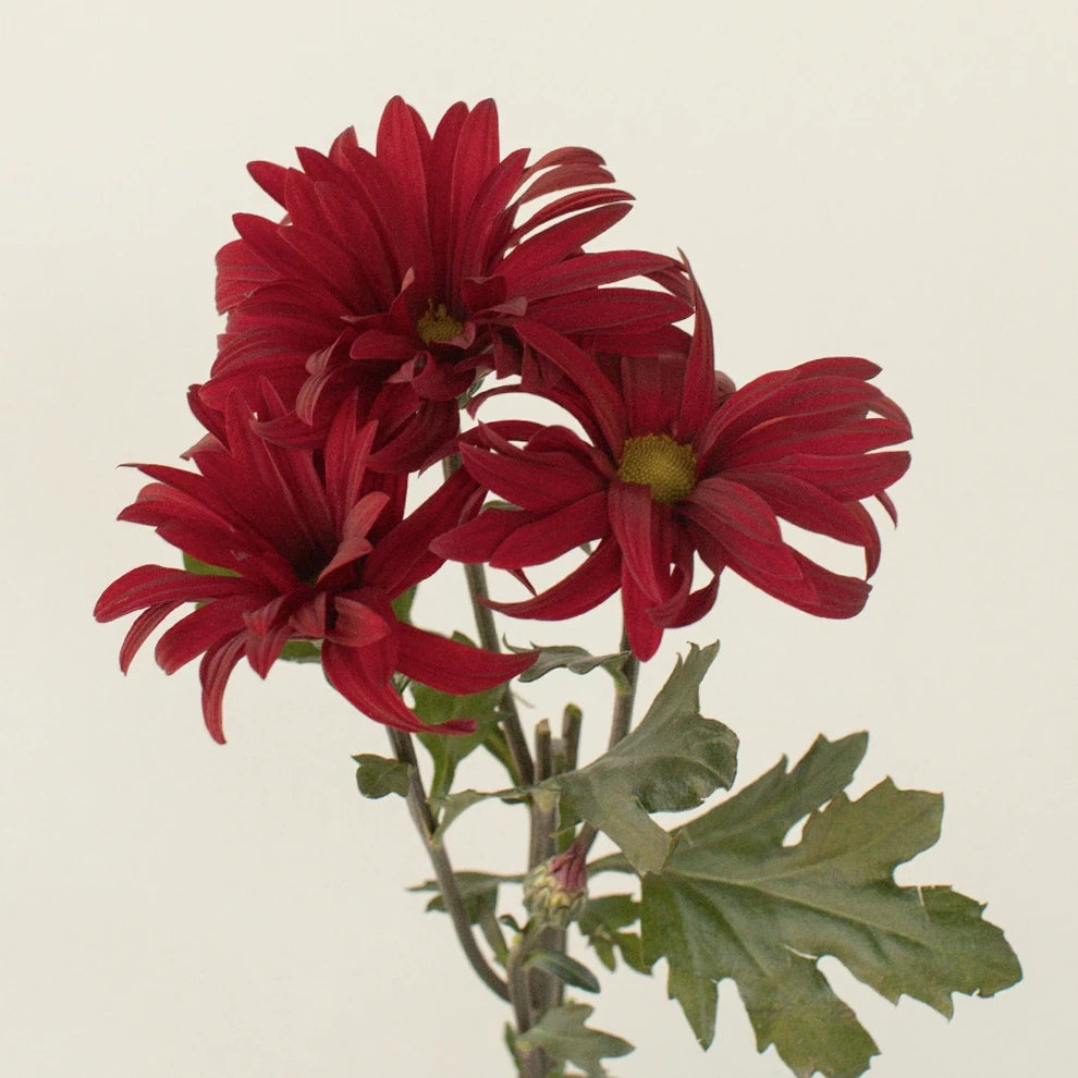 Rebasco Pom Daisy - alternative 2