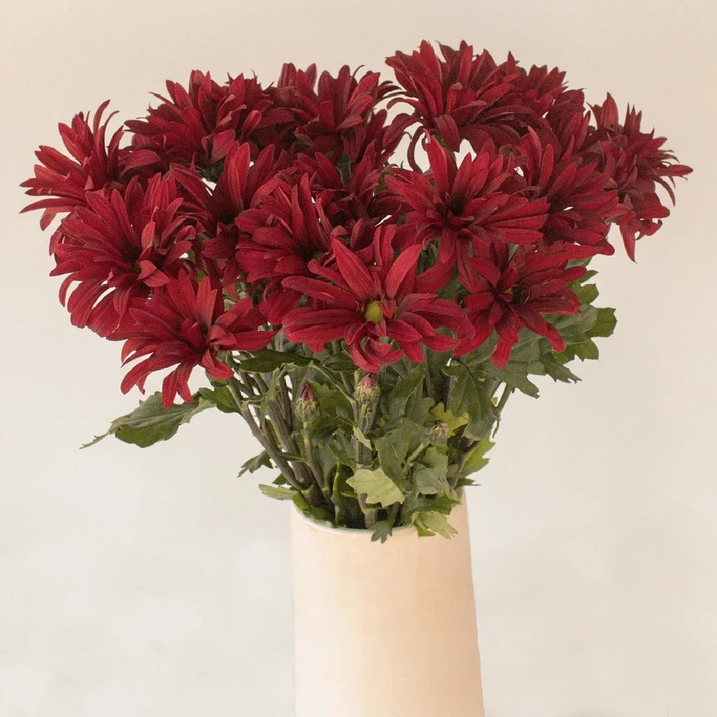 Rebasco Pom Daisy - alternative 1