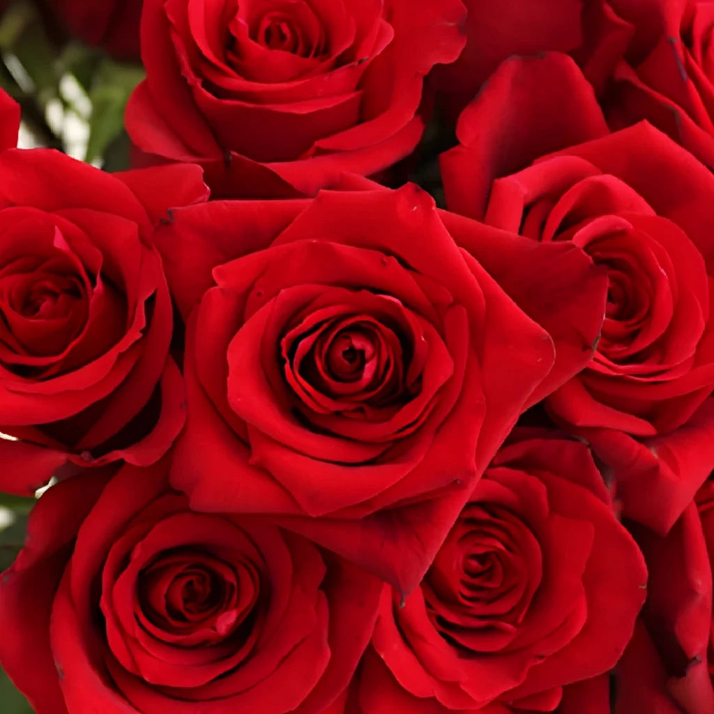 Devotion Roses Standard - main