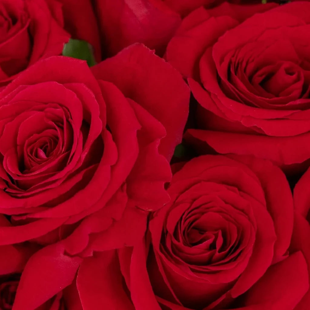 Rouge Baizer Roses Standard - alternative 2
