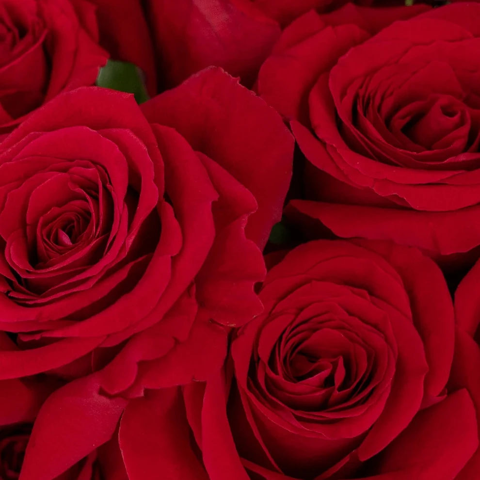 Red Explorer Roses Standard - alternative 1