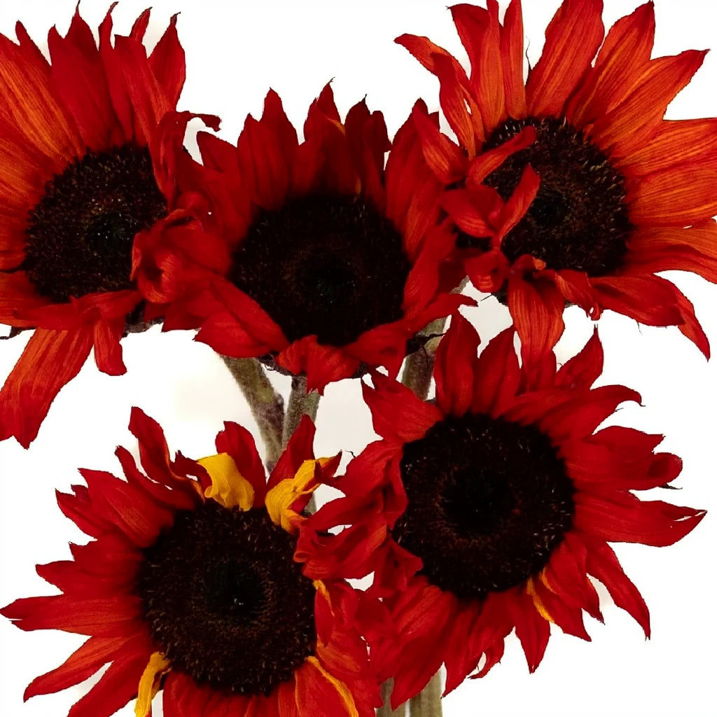 Tinted Red Sunflowers - alternative 1