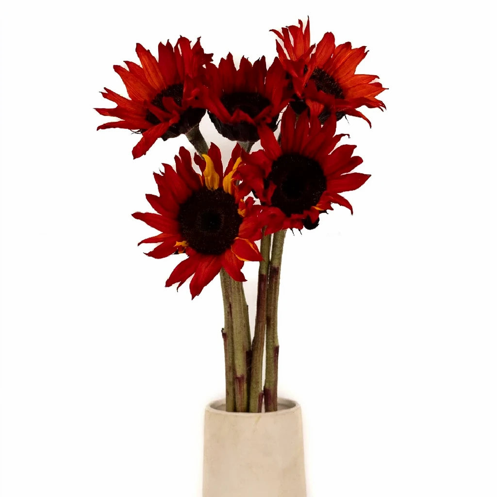 Tinted Red Sunflowers - main