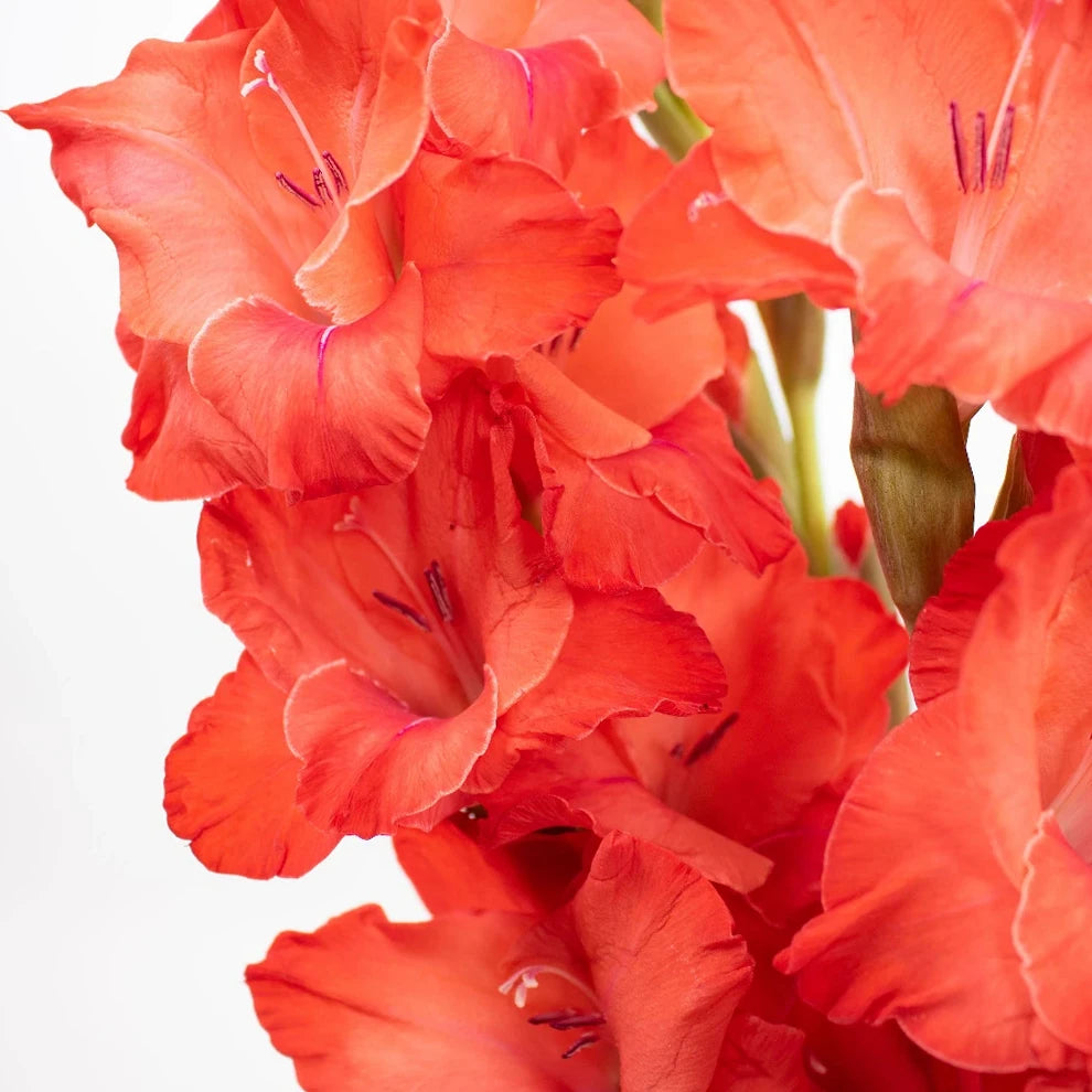 Red Gladiolus - alternative 1