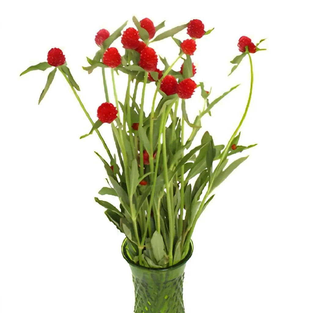 Red Gomphrena - alternative 1