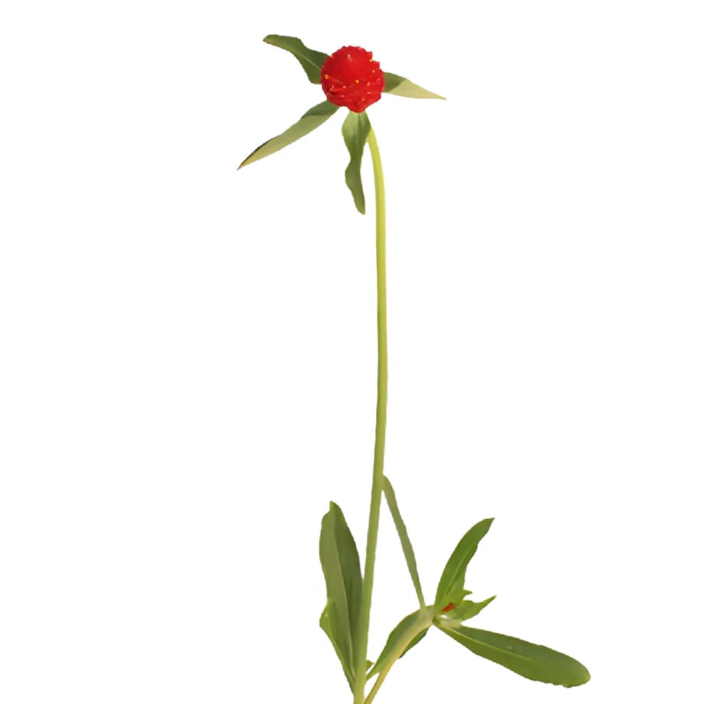 Red Gomphrena - alternative 3
