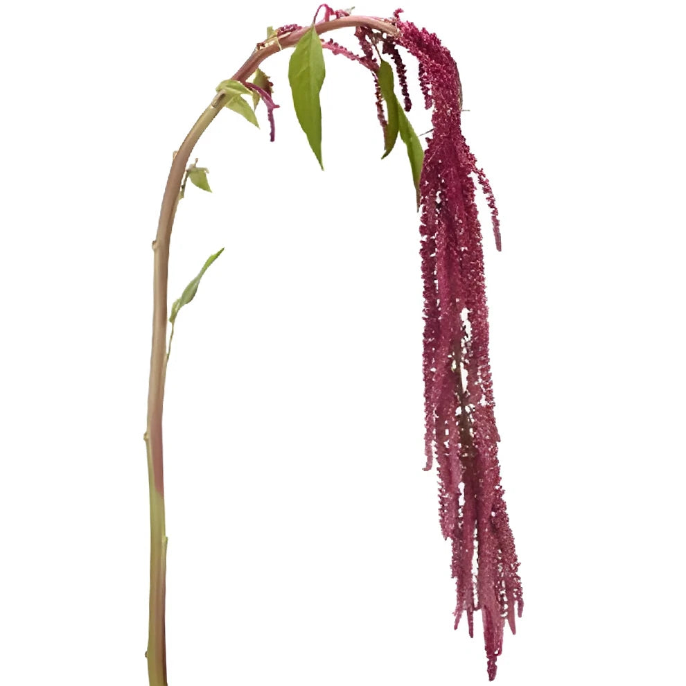 Hanging Red Amaranthus - main