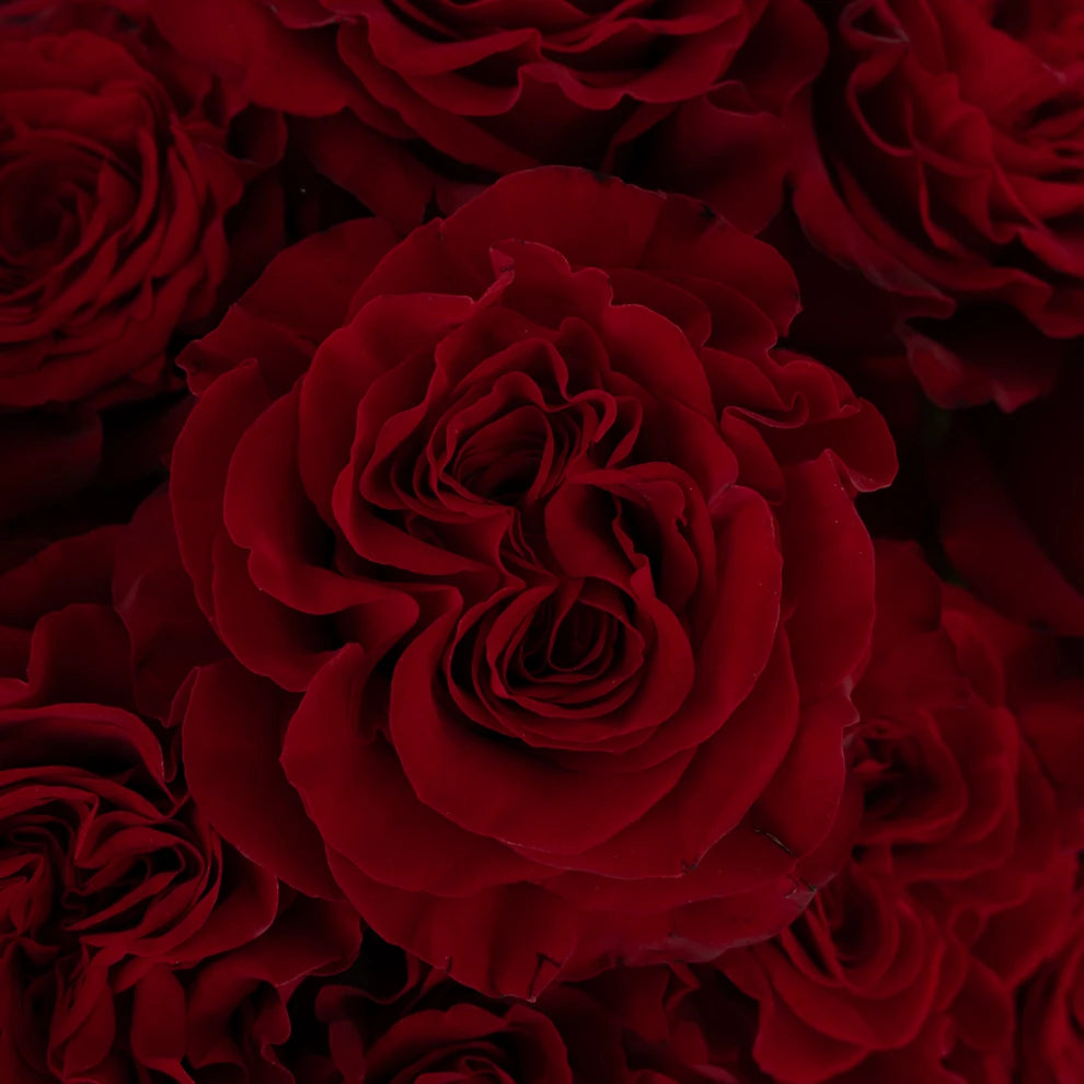 Red Hearts Roses Standard - alternative 2